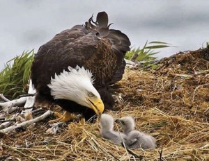 baby eagles